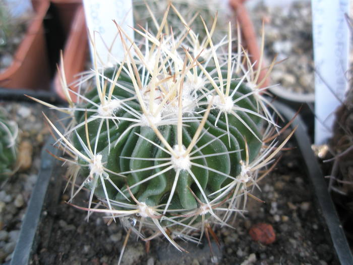 Echinofossulo nr. 13 - Echinofossulocactus