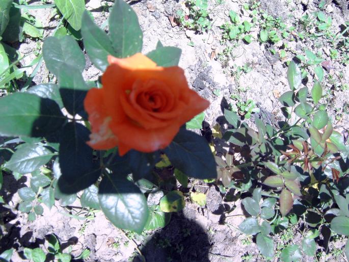 trandafir portocaliu - Plantele mele de terasa si exterior