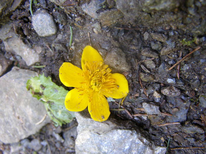 P8262571 - Ab17 - FAGARAS 2008 AUG VIRFUL MOLDOVEANU