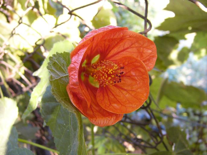 abutilon - Abutilon