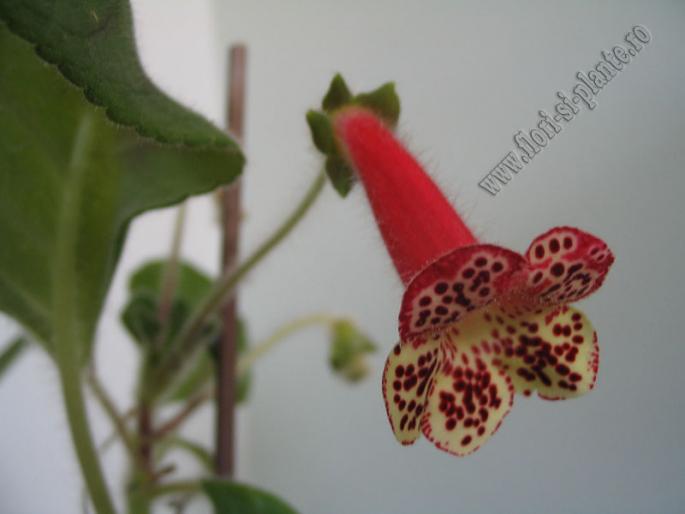 Kohleria n 2