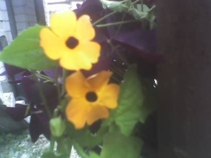 SUZANA CU OCHI NEGRI - FLORI 2009