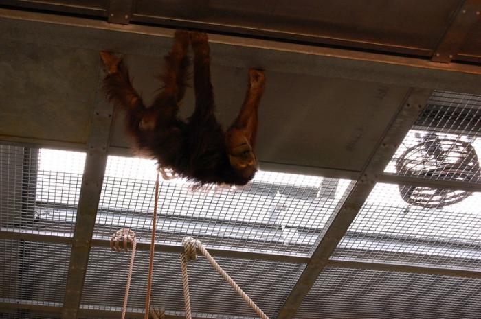 DSC_0146 - zoo amneville