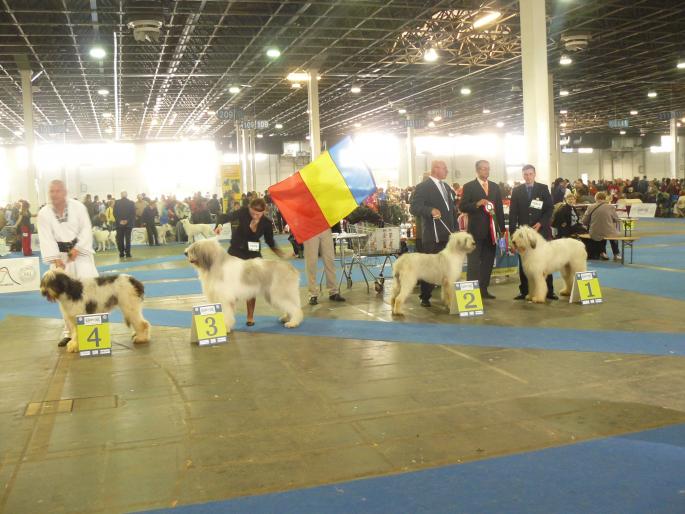 1- BALAN D MURESAN;2-Anita de Gotca; 3-Bucur de Curtea Veche; 4-Codruta - Euro Dog Show  05-10-2008 - Budapesta