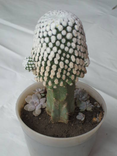 Mammilaria rodantha f. monstrosa