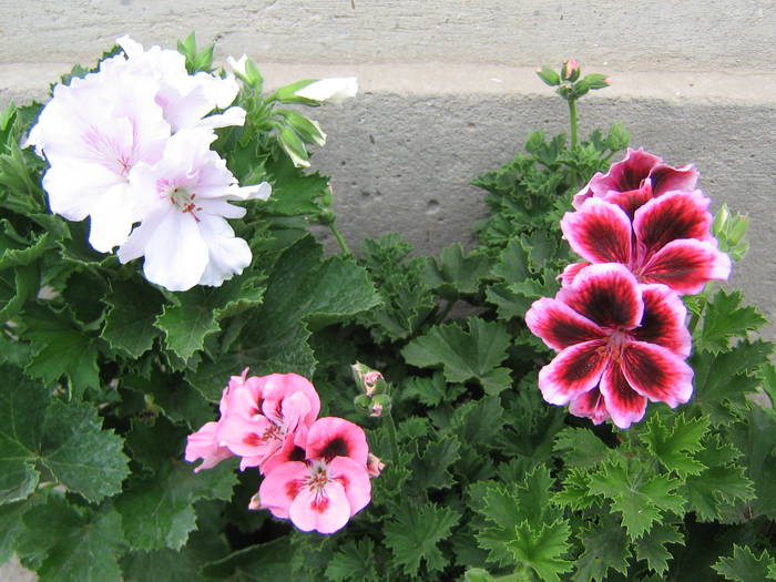 8 mai 001 - muscate 2009