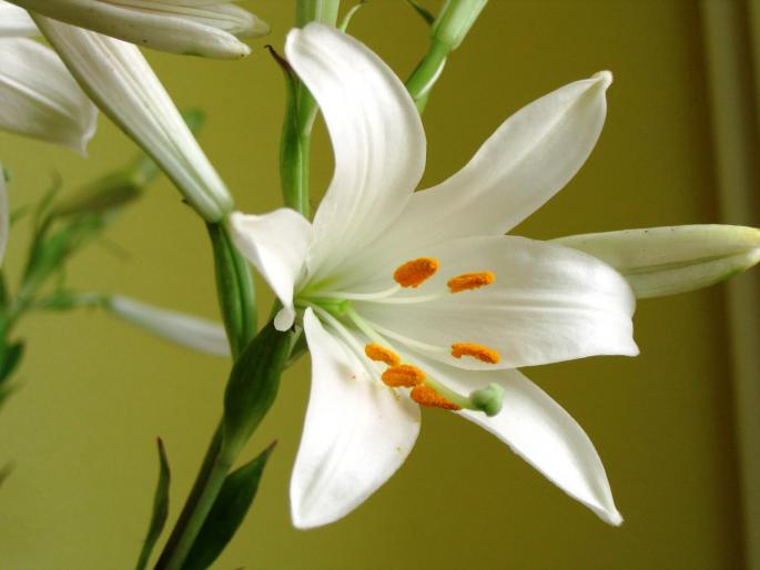 IMG_2308 - flowers