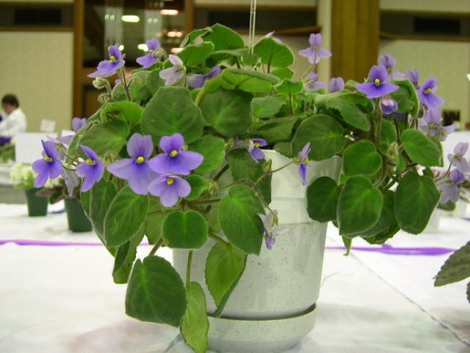 S_pendula_var_kizarae_2005avsa - violete de pe net 1