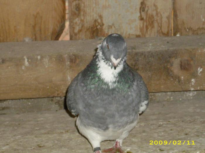 mascul 2008 - nastase