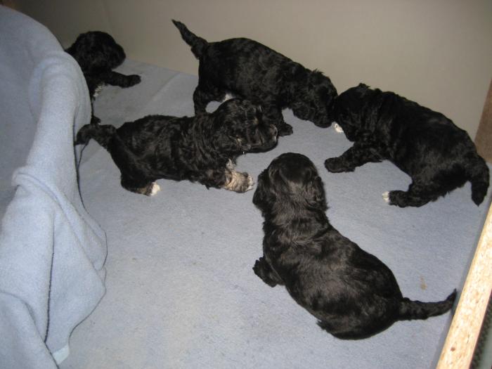 Dupa 27 zile - Cateii