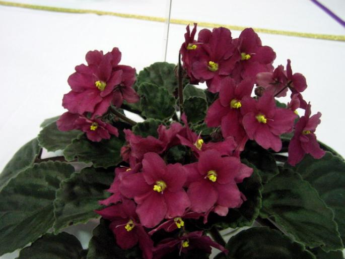 Chinook_Wind_2005avsa - violete de pe net