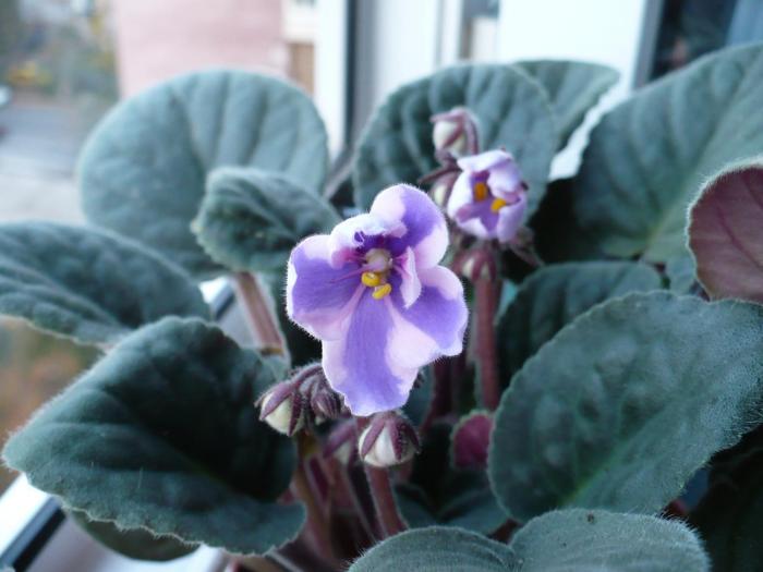 chimera - Violete africane