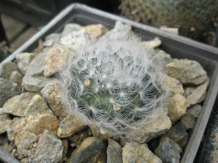 P6010109 - plantele lui George Nitu