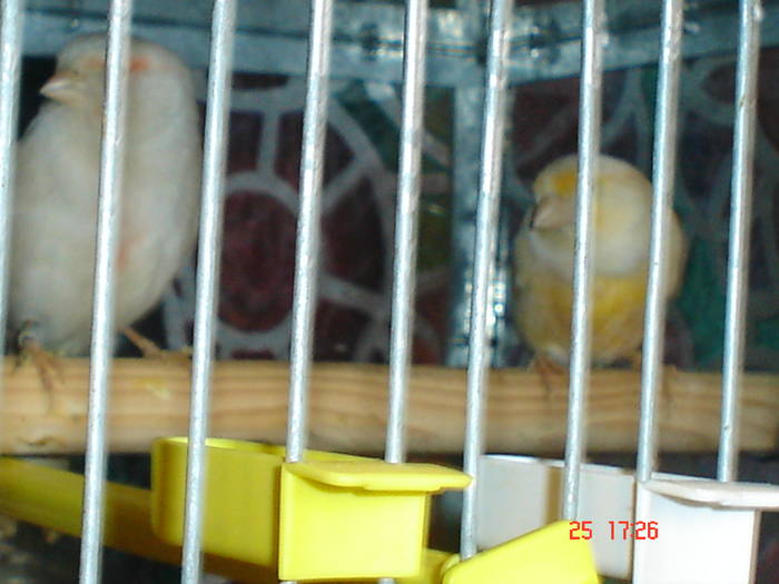 DSC02234 - PASARI CARE NU LE MAI AM - CANARI