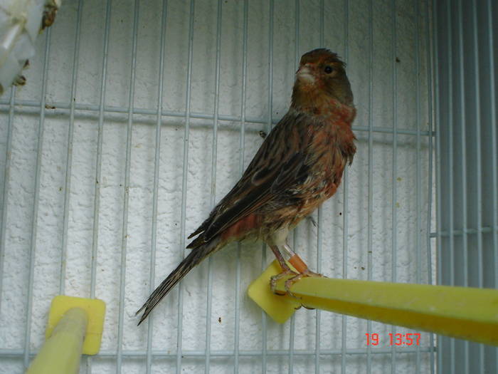 DSC03927 - canari poze 2009