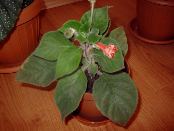 kohleria - Plantele mele de interior