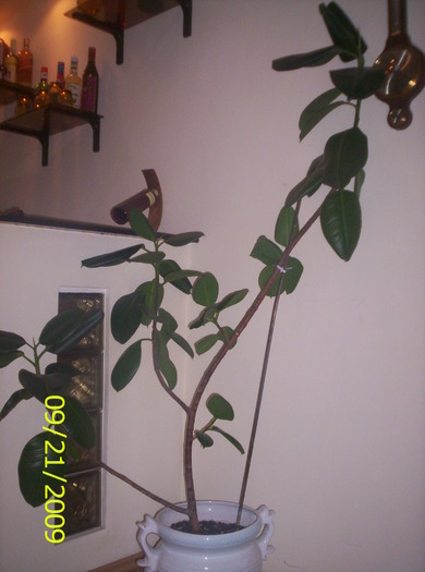 Ficus Elastica; una din fl mele,nu pretinde mai nimic...
