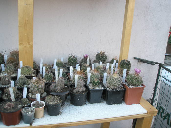 Echinofossulo - CACTUSI - ANUL 2009