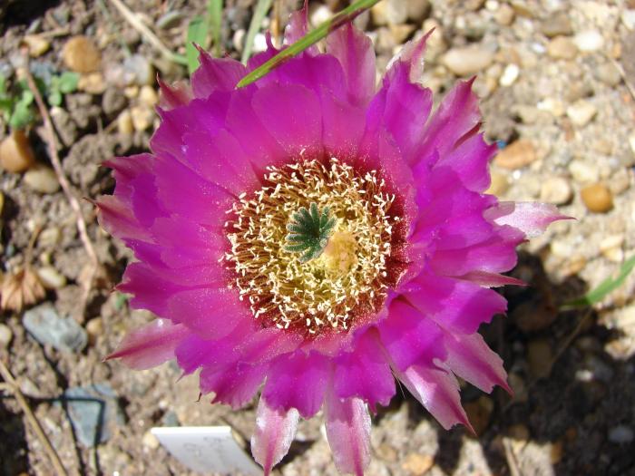 Echinocereus reichenbachii - Cactusi la Mangalia