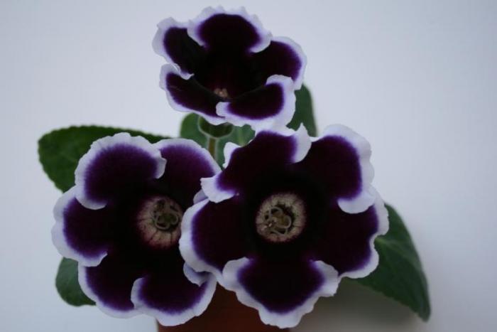 GLOXINIA