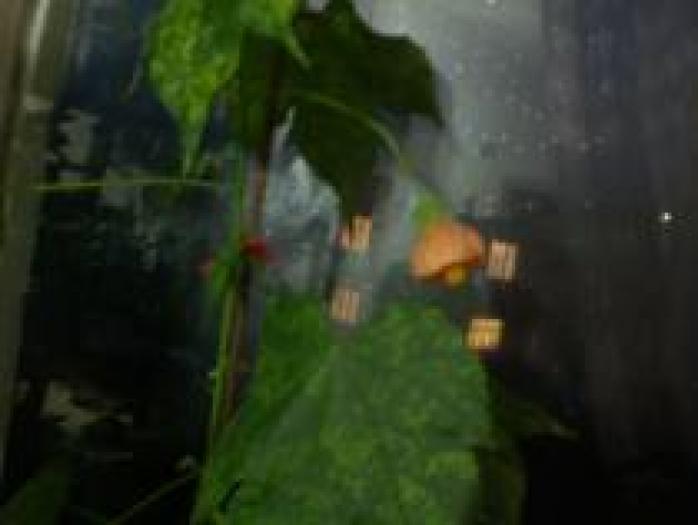 KWQVKFICMRENVUTUPUW - flori