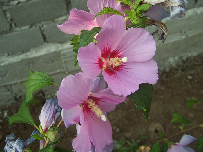 Hibiscus siriacus