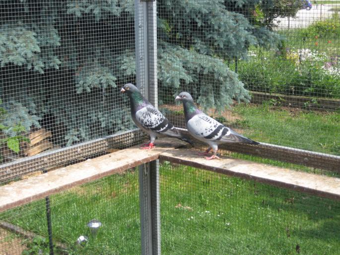 Perechea 11.Hub Hendrix+Janssen