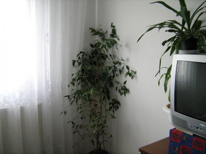 Ficus benjamina si yucca - Album plante de interior