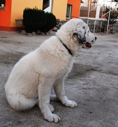 Ela - 20.11.2009 - Ela de Sapte Coline