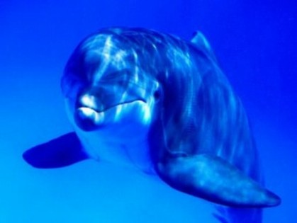 18 - poze cu delfini