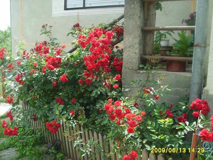 S5005163 - flori din gradina