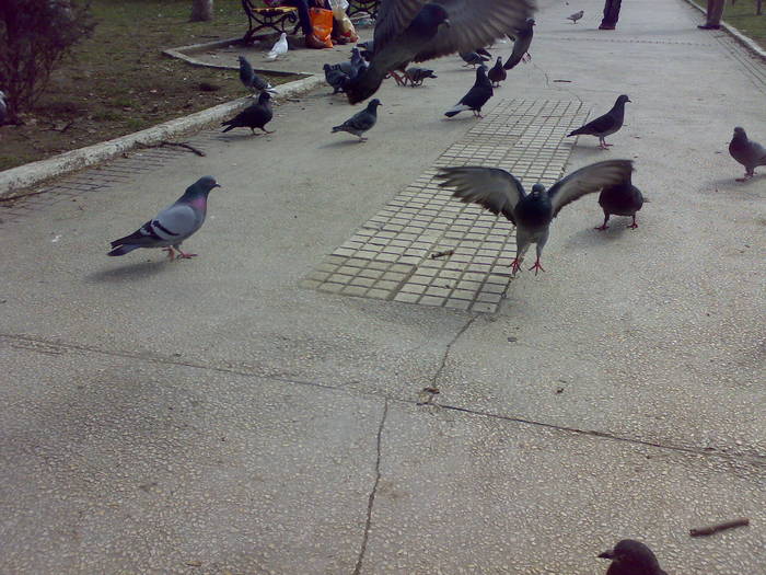 280220091837 - 18a Constanta 1