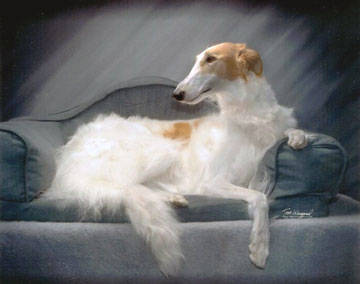 Borzoi - Catelusi