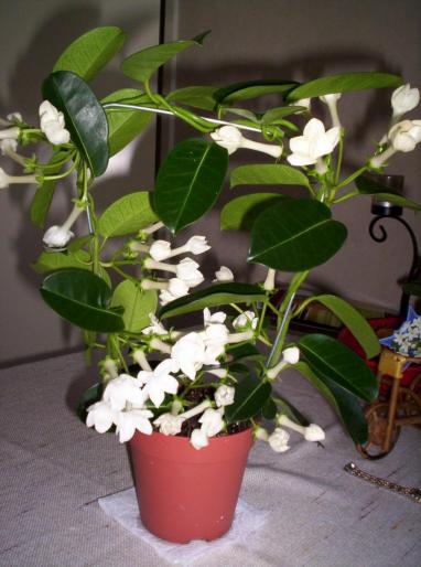 Stephanotis 10 sept 2007 (1 - diverse plante