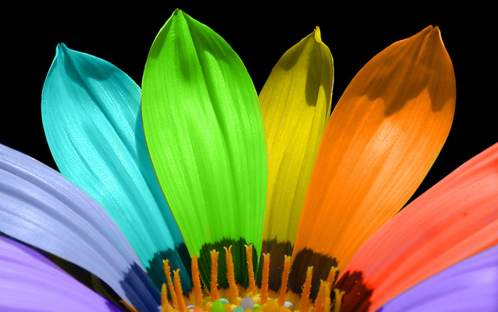 multicolor-petals