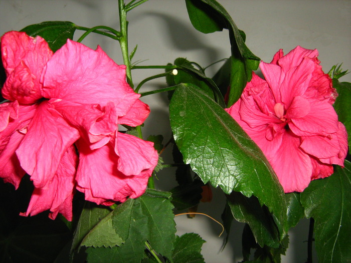 IMG_0139 - hibiscusi