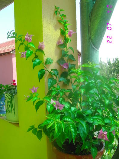  - Bougainvillea