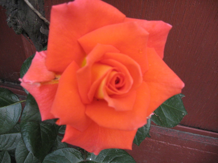 IMG_1576; trandafir portocaliu
