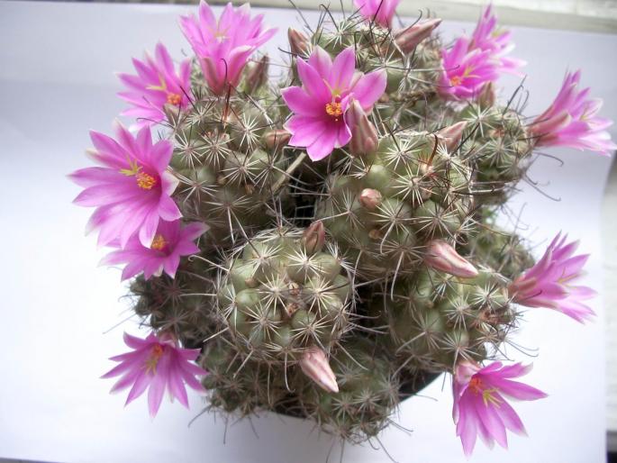 Mammillaria mazatlanensis