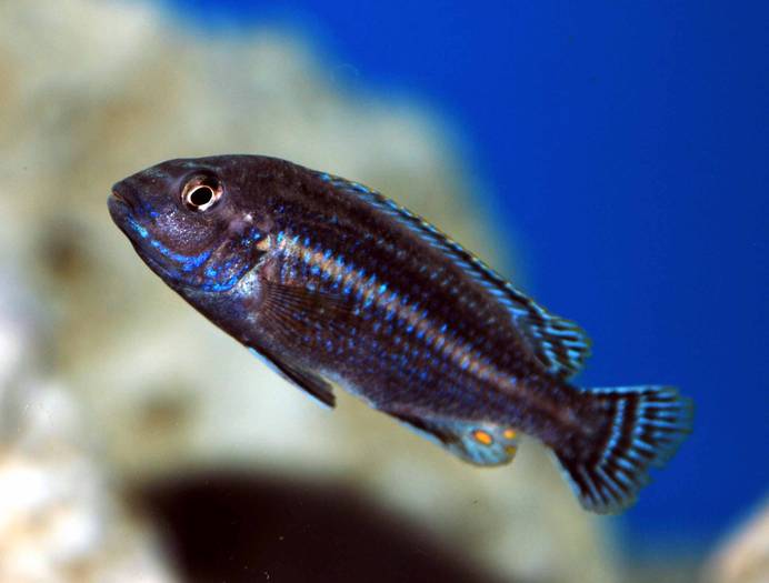 105739 - African Cichlid