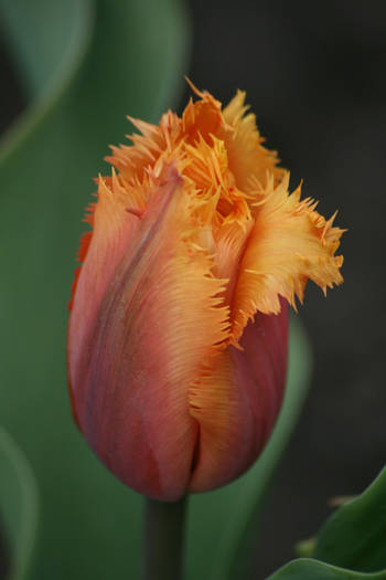  - garden 2009