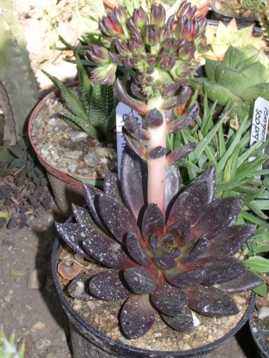 Echeveria affinis - tija florala