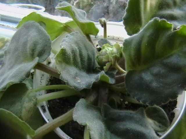 Picture 026