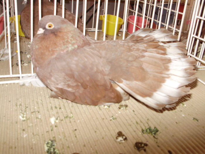 castaniu 4 - 1510 rz