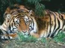 tigru - poze animale