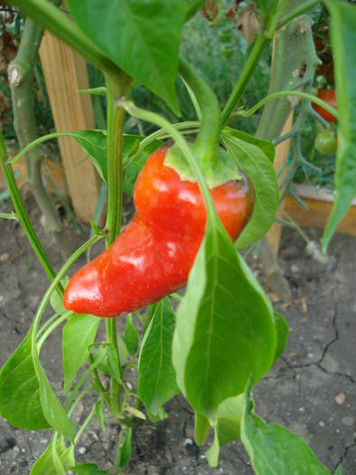 Padron Pepper (2009, August 04) - Padron Pepper