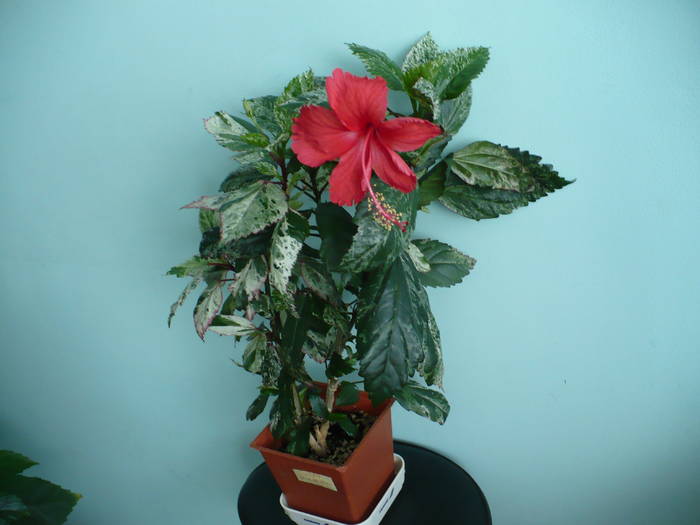P1140752 - HIBISCUSI