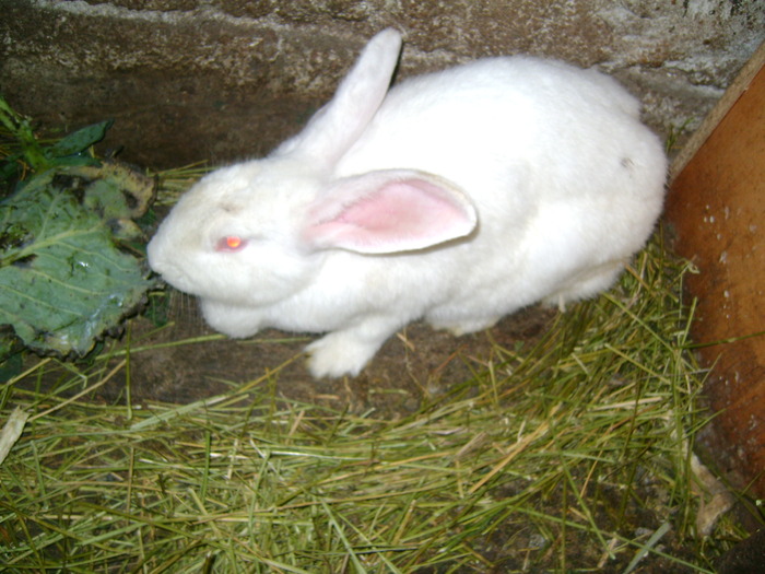 Picture 128 - iepurii alb urias