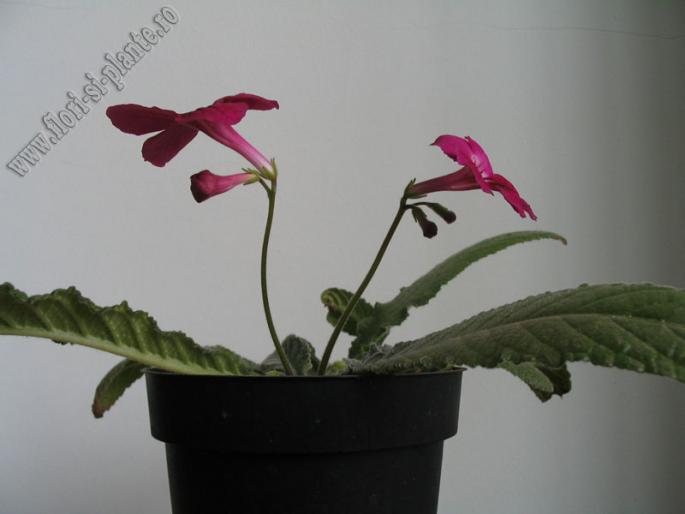 Streptocarpus southshore 2