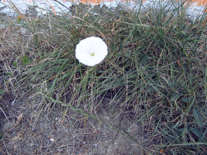 rochita randunicii - Plantele mele de terasa si exterior